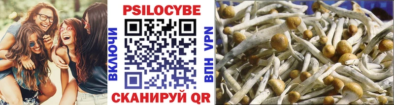 Галлюциногенные грибы Psilocybine cubensis  где купить наркотик  Ветлуга 